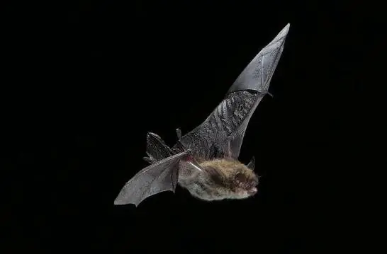 Bat Monitoring