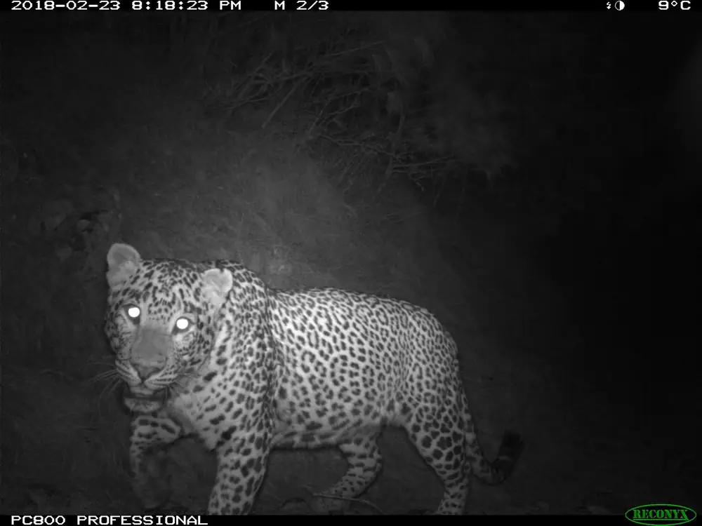 Panthera pardus Monitoring